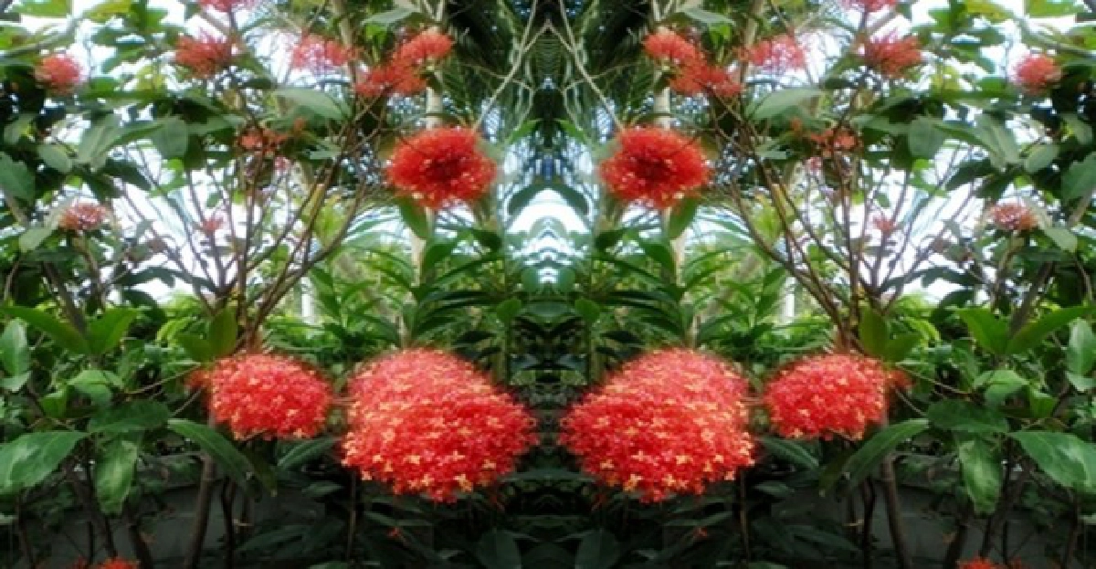 'โสกเขา'ไม้ป่าดอกสวย