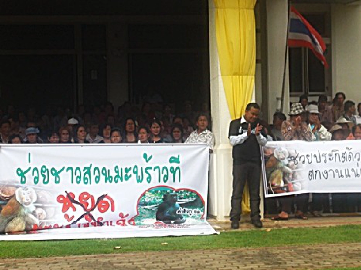 วอนรัฐแก้วิกฤติราคามะพร้าว วอนรัฐแก้วิกฤติราคามะพร้าว