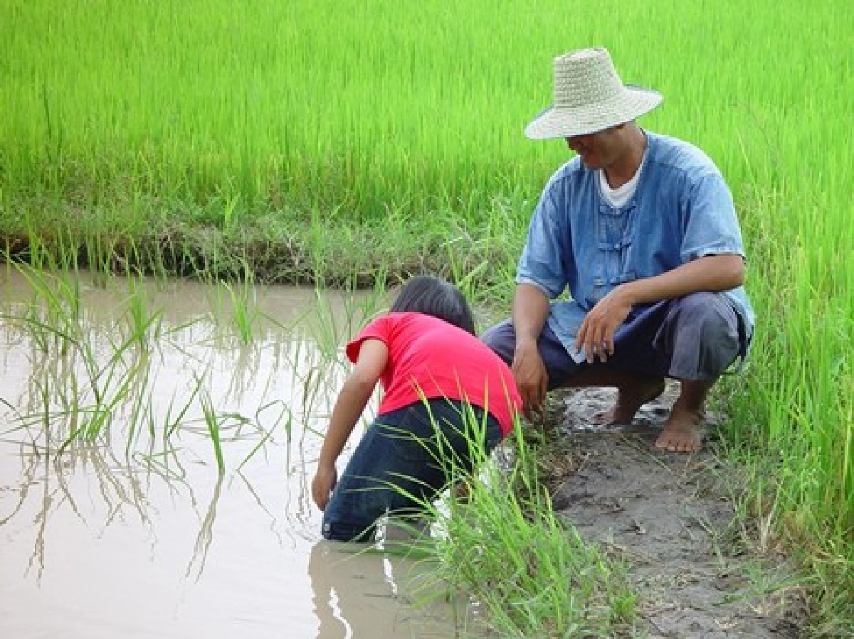 'ประกันภัยข้าว'ทำลายระบบ-รัฐแบกภาระ 'ประกันภัยข้าว'ทำลายระบบ-รัฐแบกภาระ