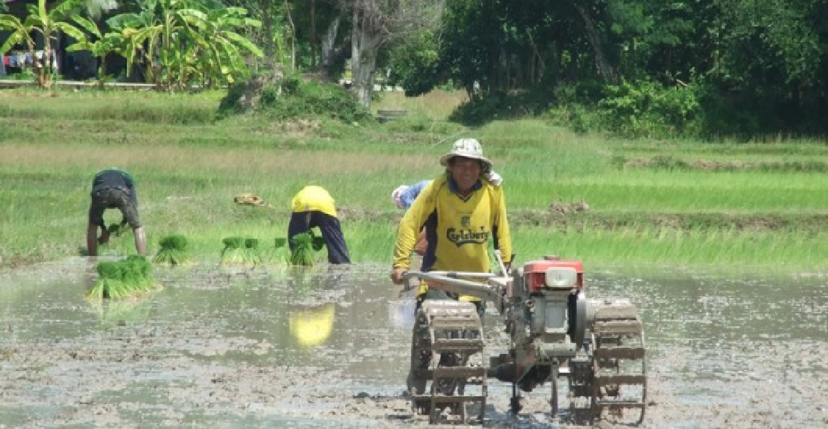 ระวังมิจฉาชีพช่วงฤดูทำนา ระวังมิจฉาชีพช่วงฤดูทำนา
