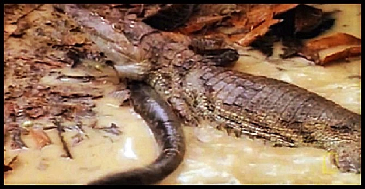 ชักแหง็กๆ!ไอ้เข้หวิดดับถูกปลาไหลช็อต