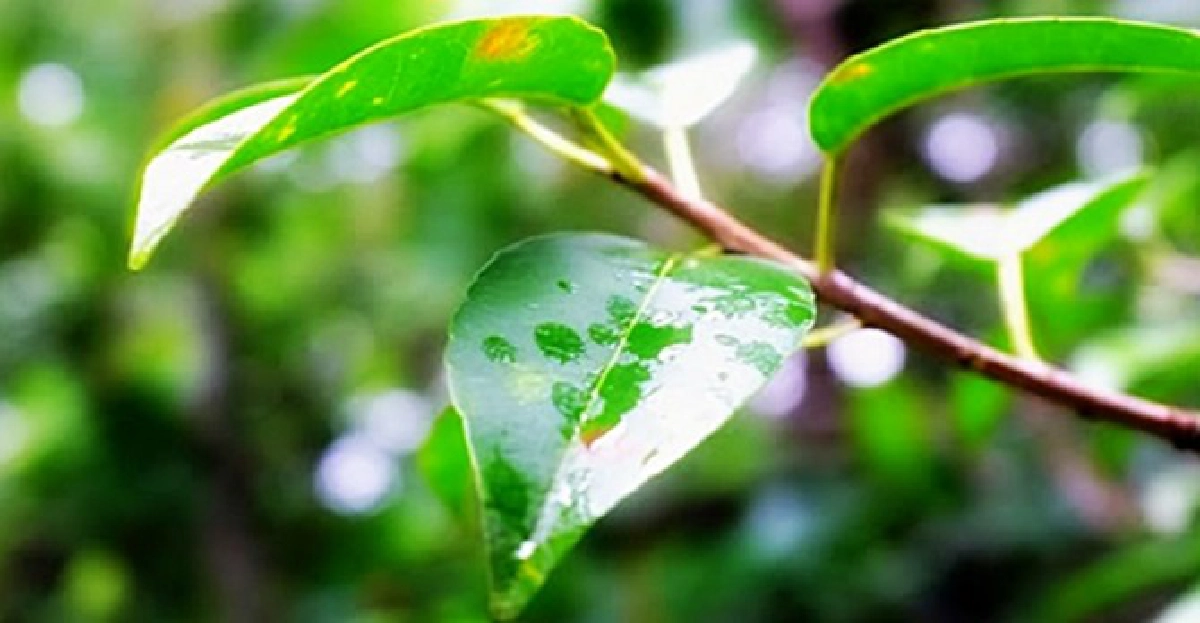 'หนามพุงดอ'แก้ฝี-ฟกช้ำ 'หนามพุงดอ'แก้ฝี-ฟกช้ำ