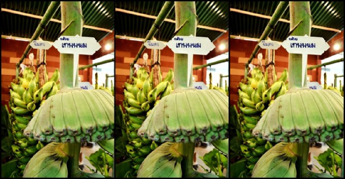 รู้มาเล่าไป:เรื่องกล้วยๆ รู้มาเล่าไป:เรื่องกล้วยๆ