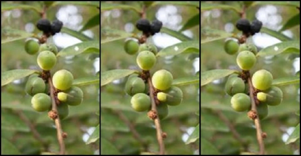 'ก้างปลา'ไม้เป็นยา 'ก้างปลา'ไม้เป็นยา