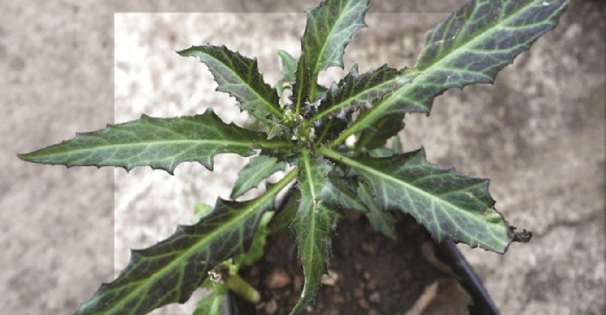 'ผักกาดกบ'ใบ-หัวเป็นยา 'ผักกาดกบ'ใบ-หัวเป็นยา