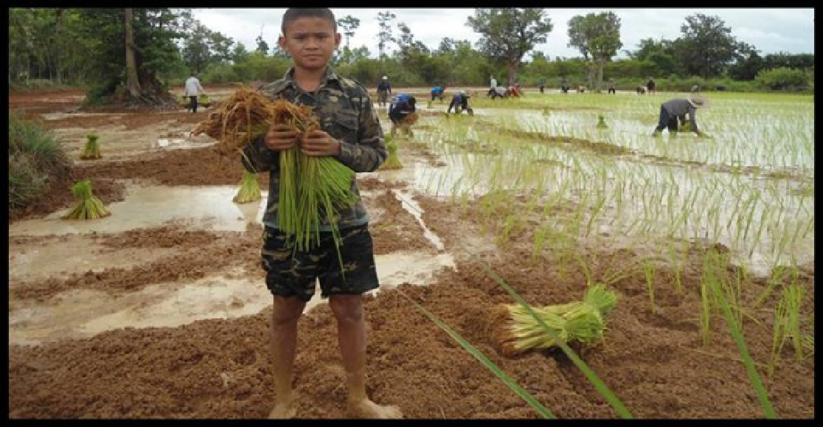 เด็ก12ขวบรับจ้าง'ดำนาเลี้ยงน้อง'