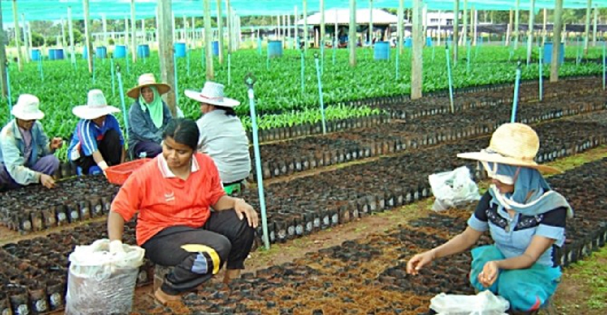 กล้าปาล์มหาบเร่ระบาด กล้าปาล์มหาบเร่ระบาด