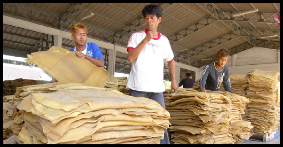 'ไอทีอาร์ซี'แก้ราคายางตกต่ำ 'ไอทีอาร์ซี'แก้ราคายางตกต่ำ