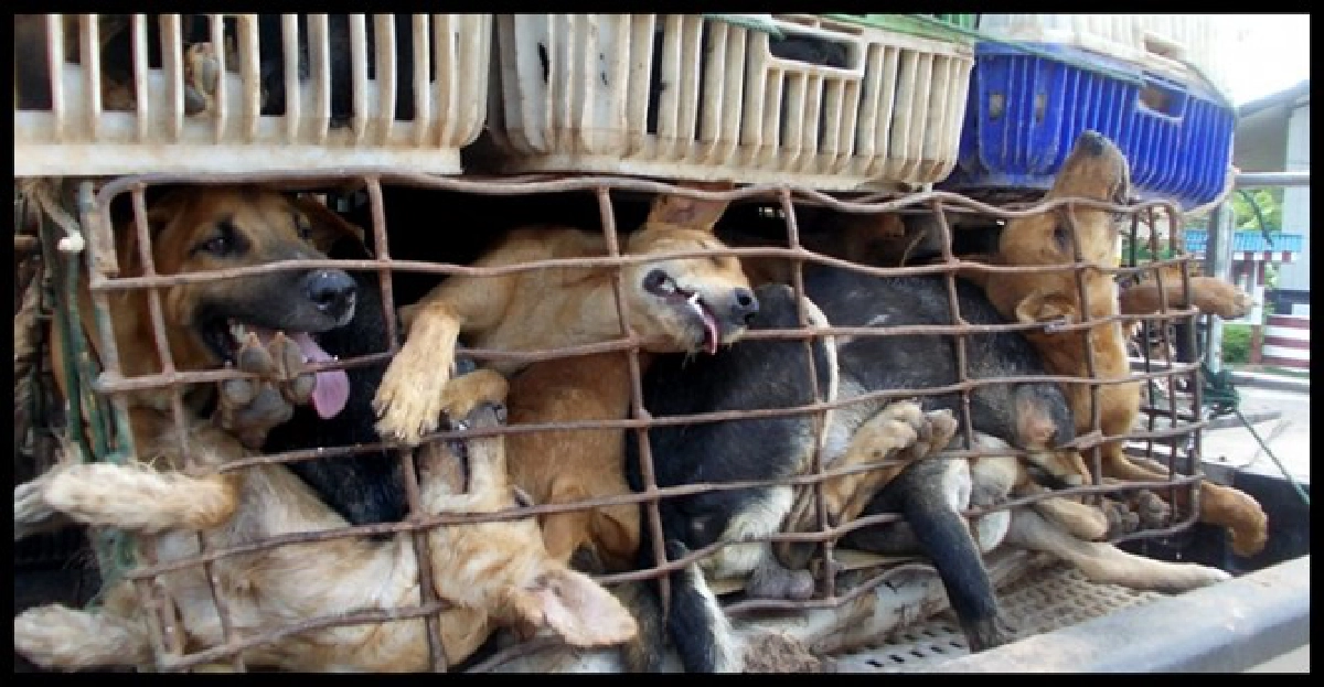 ชาวบ้านเดือดร้อน!แก๊งขโมยหมาออกอาละวาด 