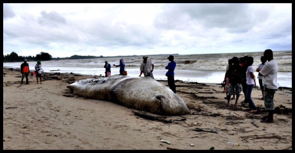 'วาฬยักษ์'หนัก3ตันตายเกยหาดบางสัก 'วาฬยักษ์'หนัก3ตันตายเกยหาดบางสัก