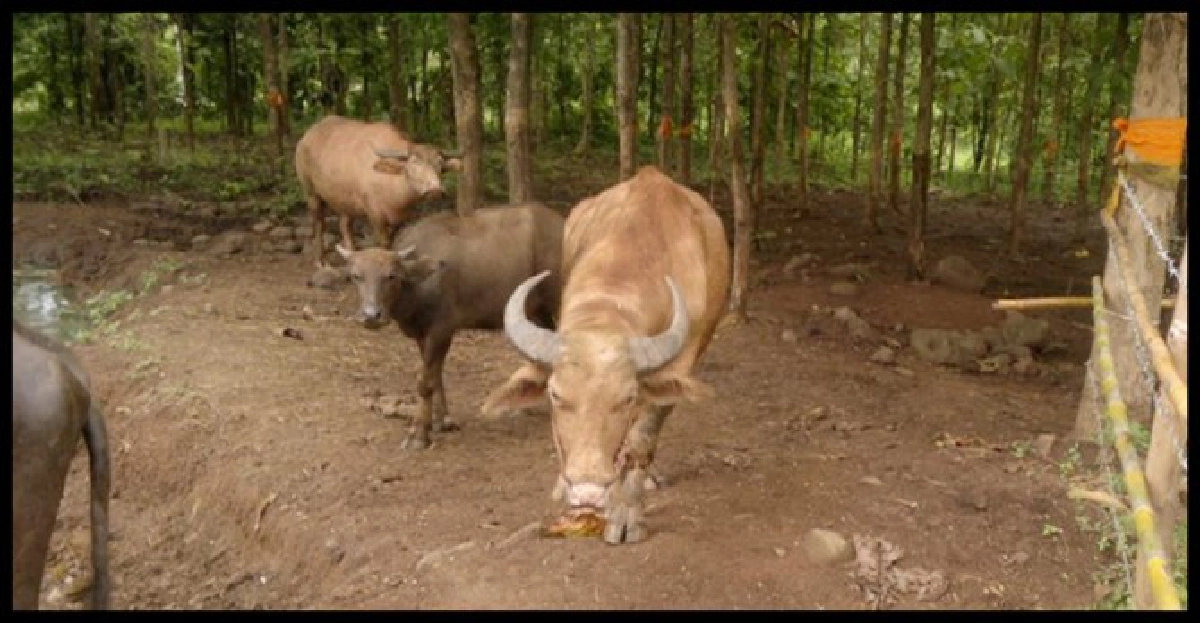 พบควายเผือกคล้าย'เจ้าบุญมา'หลังหายไป พบควายเผือกคล้าย'เจ้าบุญมา'หลังหายไป