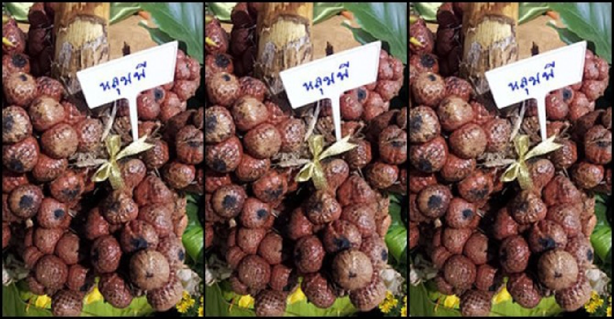 'หลุมพี'เป็นยาระบาย 'หลุมพี'เป็นยาระบาย