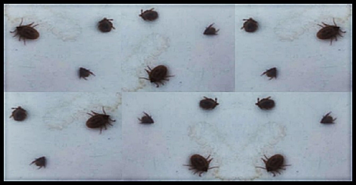 เห็บหมัดกัดยับ!92คนไทยคุกพม่า เห็บหมัดกัดยับ!92คนไทยคุกพม่า