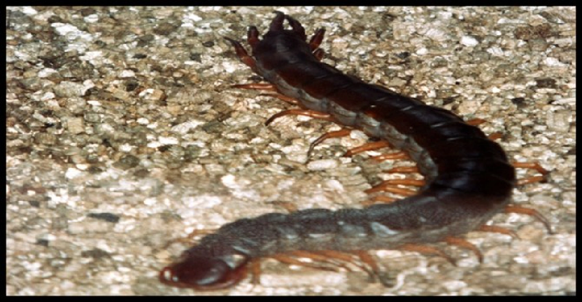 ช็อก!จับตะขาบกินสดๆดับคาที่