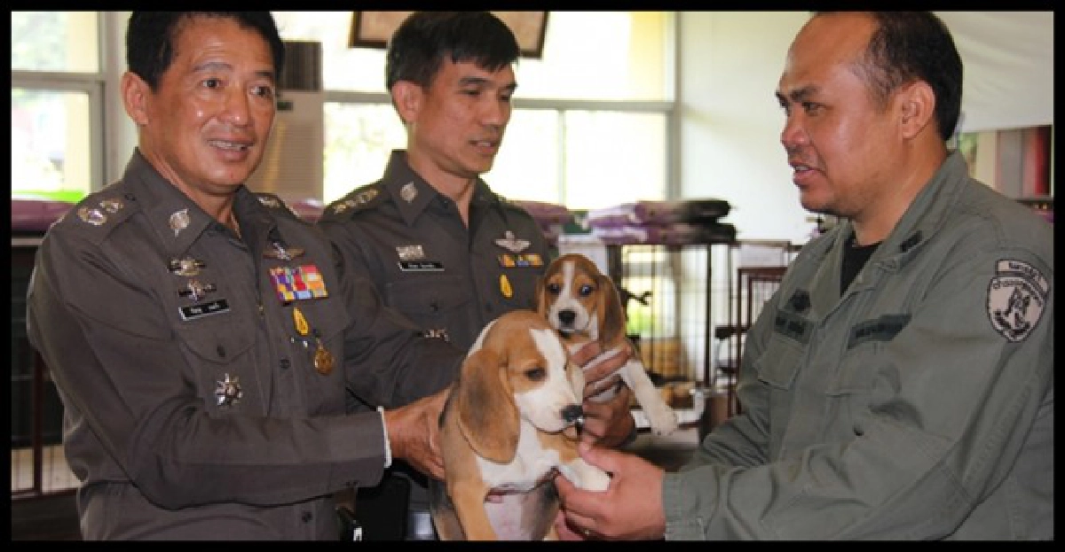 'บีเกิล'ตบเท้ารับราชการสุนัขตร.ภ.5