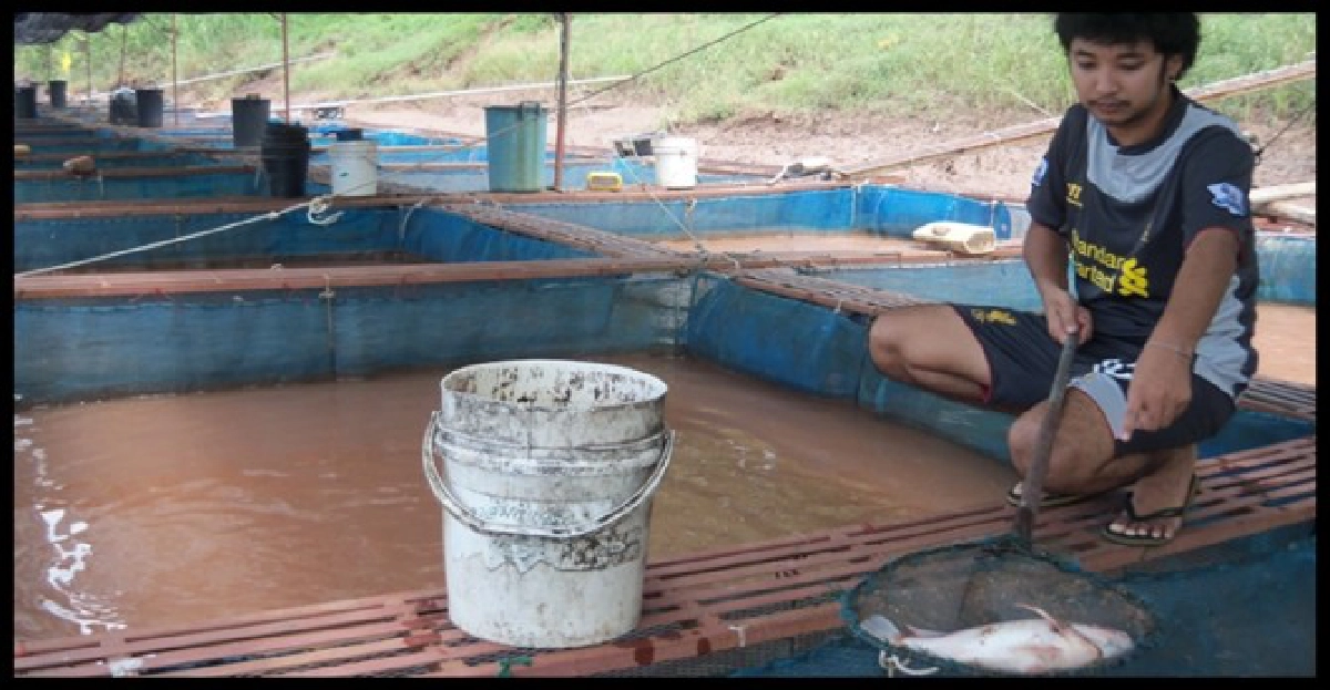 เขื่อนลดพร่องน้ำทำปลาตายสูญ170ล. เขื่อนลดพร่องน้ำทำปลาตายสูญ170ล.