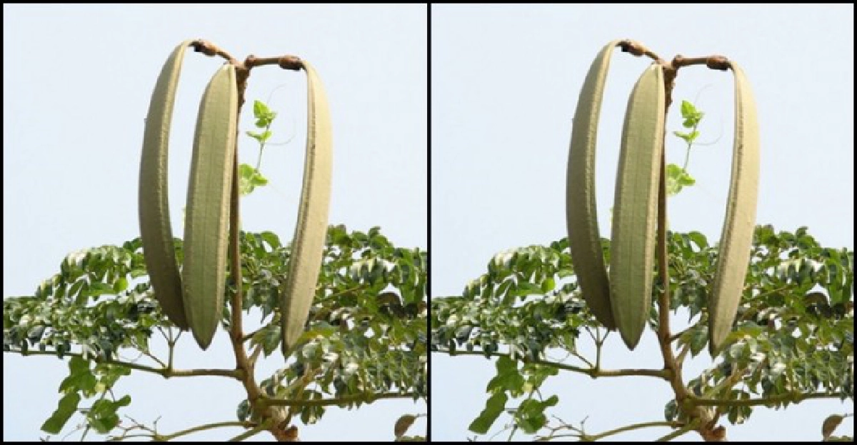 'เพกา'ราก-เมล็ดเป็นยา