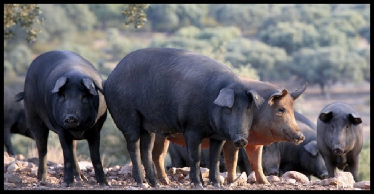 สลด!เกษตรกรถูกหมูที่เลี้ยงไว้รุมกิน