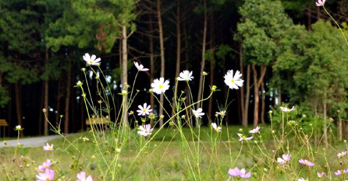 ชมภาพ!บนยอดดอย'ภูหินร่องกล้า' ชมภาพ!บนยอดดอย'ภูหินร่องกล้า'