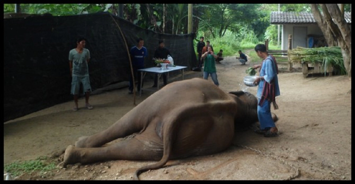 ช้าง'พังทอง'เกิดช็อก!ล้มกระทันหัน ช้าง'พังทอง'เกิดช็อก!ล้มกระทันหัน