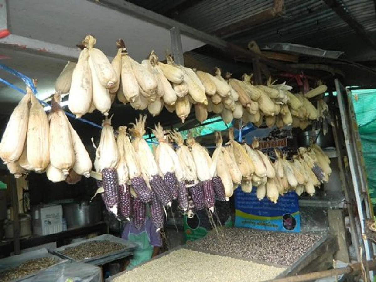 'ป๊อปคอร์น'ข้าวโพดม่วงเมืองสามหมอก