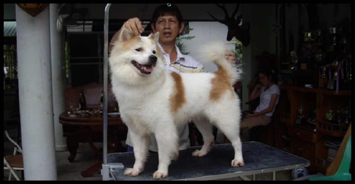 ศิลปะแห่งชีวิต(๖)เหนือความรัก
