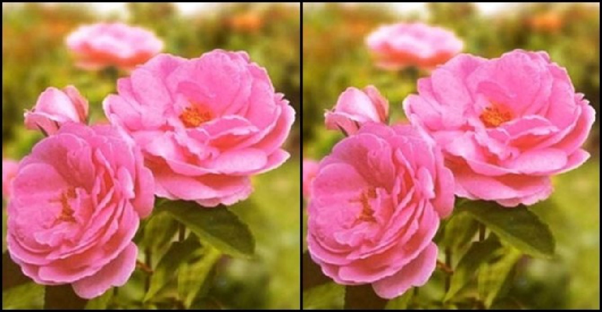 'กุหลาบมอญ'ดอกสวยไร้กลิ่น