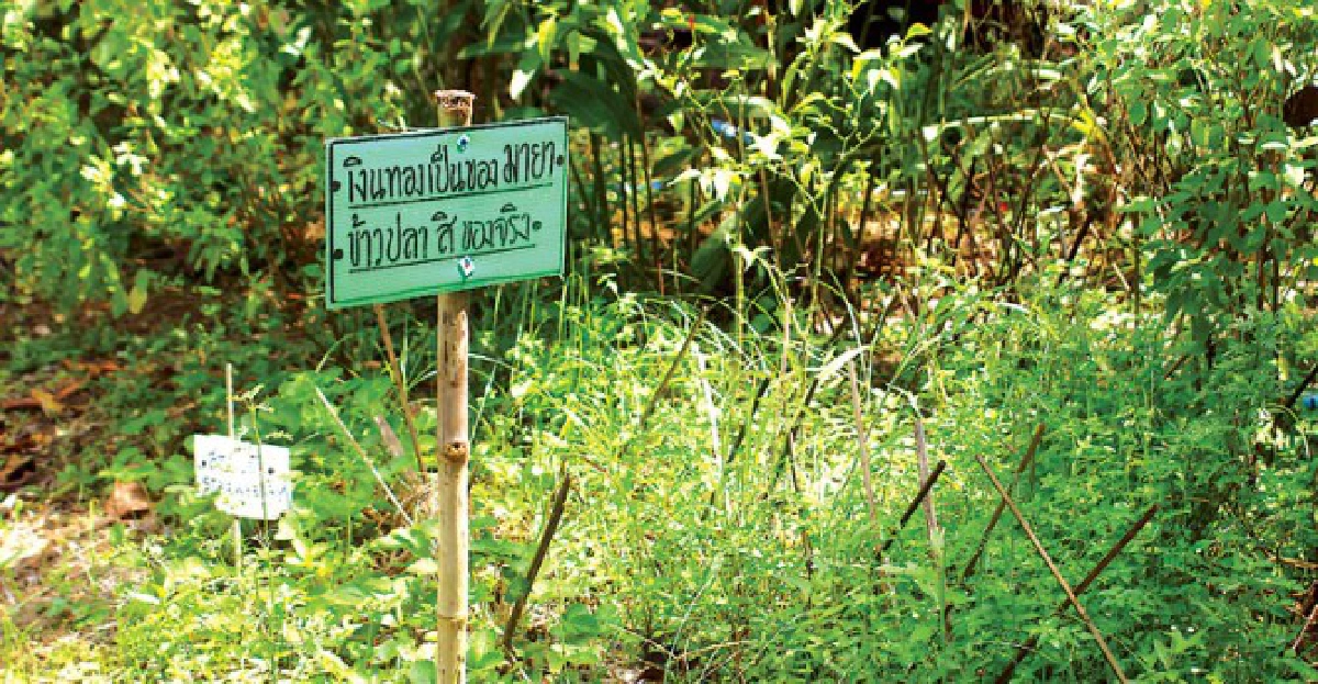 เพลิน...ศูนย์ภูมิรักษ์ธรรมชาติ เพลิน...ศูนย์ภูมิรักษ์ธรรมชาติ