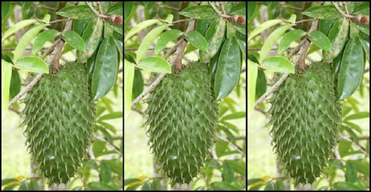 'ทุเรียนเทศ'แต่งสวน-กินได้ 'ทุเรียนเทศ'แต่งสวน-กินได้