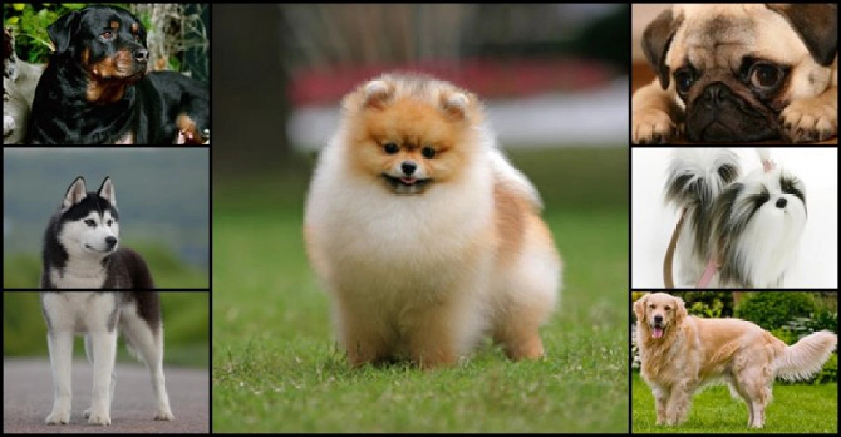 10อันดับสุนัขที่นิยมเลี้ยงมากที่สุด