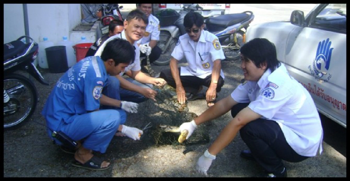 'งูเหลือม'ติดตาข่ายเรือนจำลำปาง 'งูเหลือม'ติดตาข่ายเรือนจำลำปาง