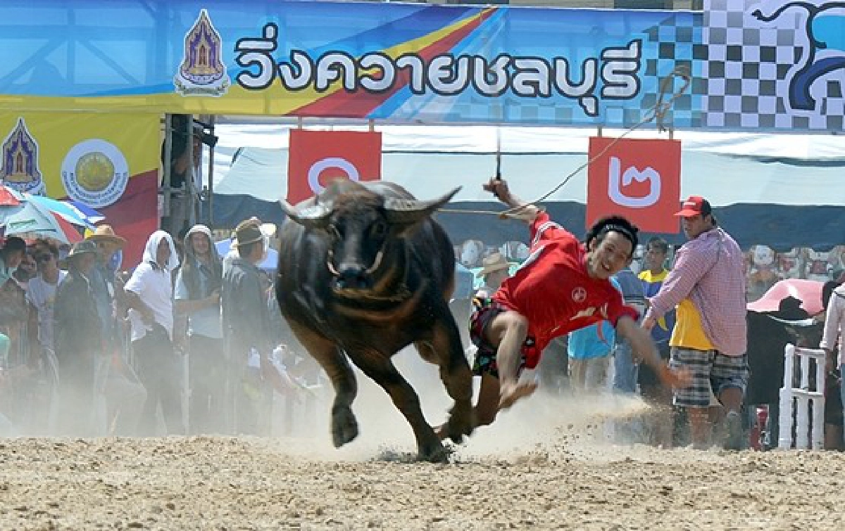 'สุกุมล'ควงคู่'สนธยา'ร่วมงานวิ่งควาย 'สุกุมล'ควงคู่'สนธยา'ร่วมงานวิ่งควาย
