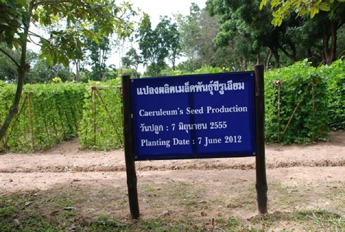 'ซีรูเลียม'พืชคลุมดินในสวนยาง 'ซีรูเลียม'พืชคลุมดินในสวนยาง