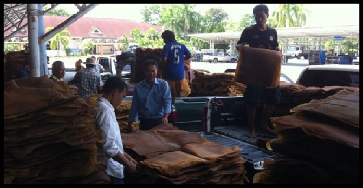 ชาวสวนยางร้องรัฐแก้ราคาตก'ผวาดิ่ง50บาท'