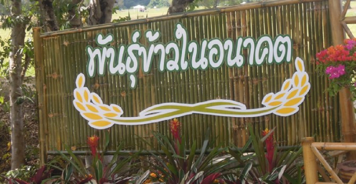 กรมการข้าวกับชาวนาไทย