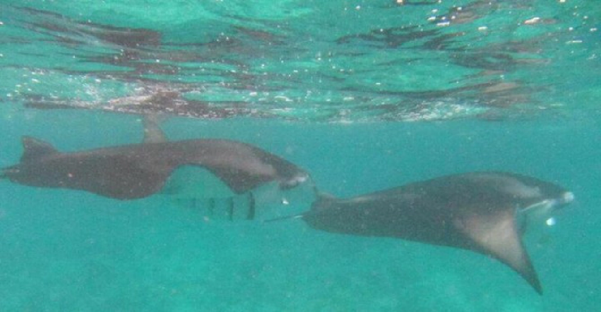 'ลูกตาล'ชีวิตกับการดำดิ่งโลกใต้น้ำ 'ลูกตาล'ชีวิตกับการดำดิ่งโลกใต้น้ำ