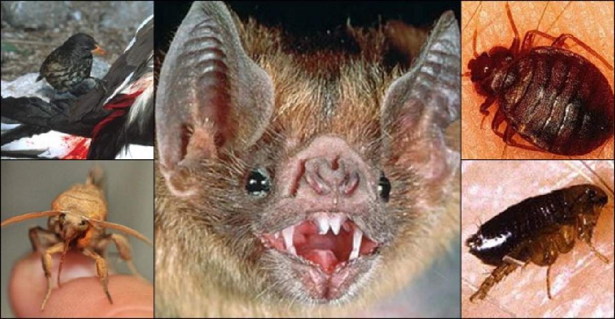 10สัตว์'แวมไพร์'กระหายเลือด!! 10สัตว์'แวมไพร์'กระหายเลือด!!