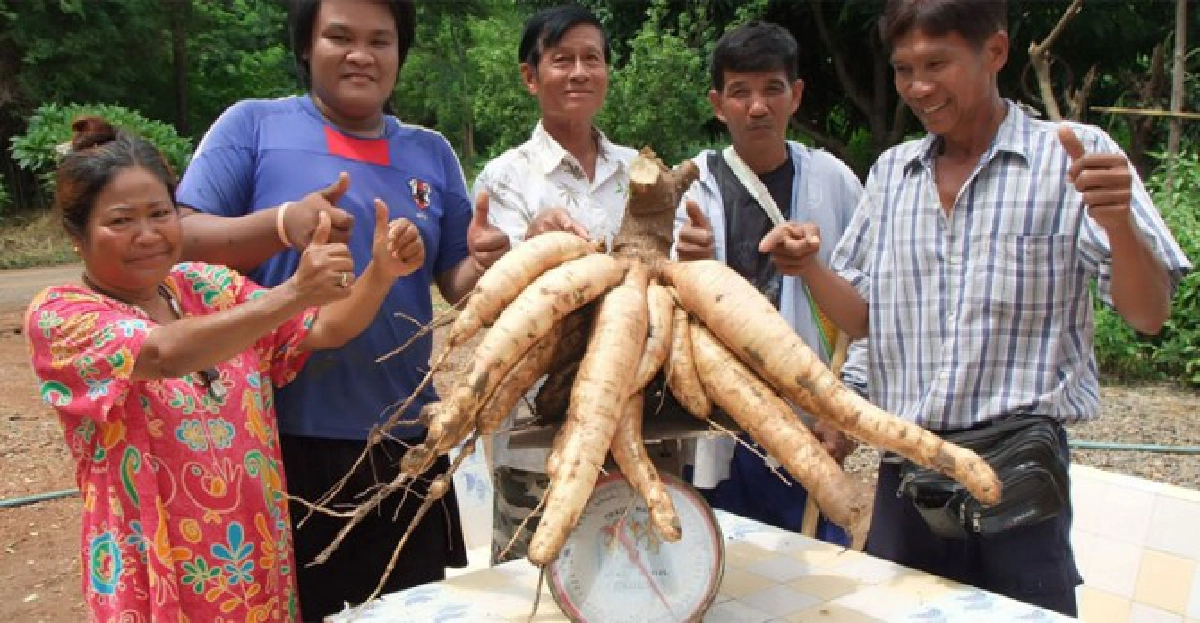 ไปบึงสามพันลุยไร่มันสำปะหลัง ไปบึงสามพันลุยไร่มันสำปะหลัง