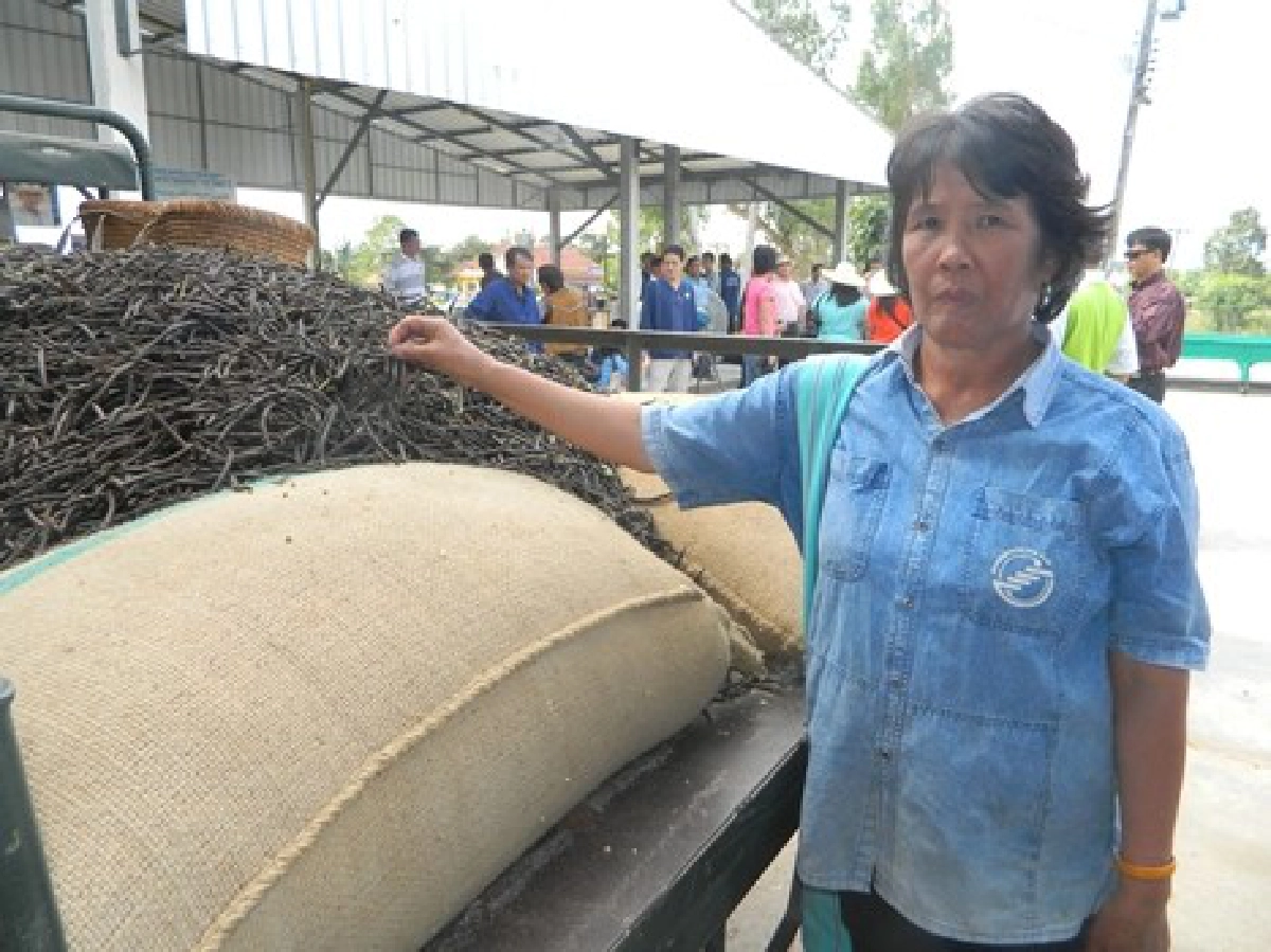 ผลิตเมล็ดพันธุ์ถั่วเขียวหลังทำนา