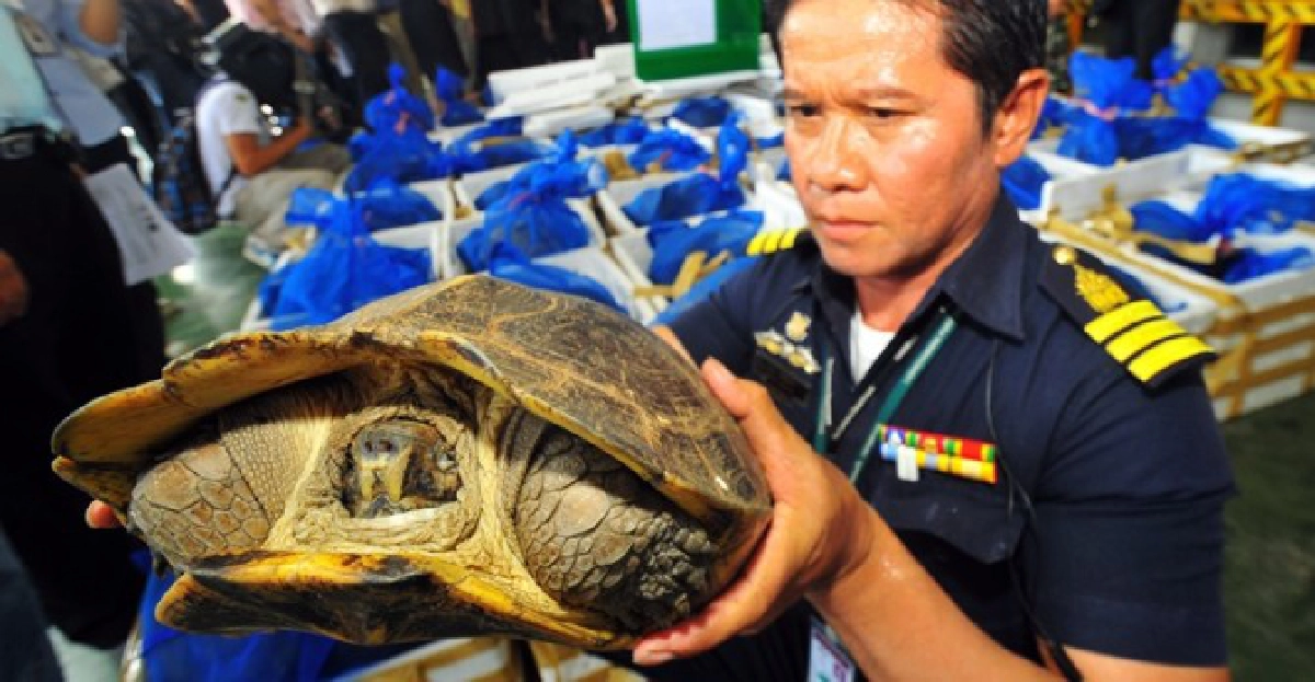 ยึด!เต่า343ตัวมูลค่ากว่าล้านบาท ยึด!เต่า343ตัวมูลค่ากว่าล้านบาท