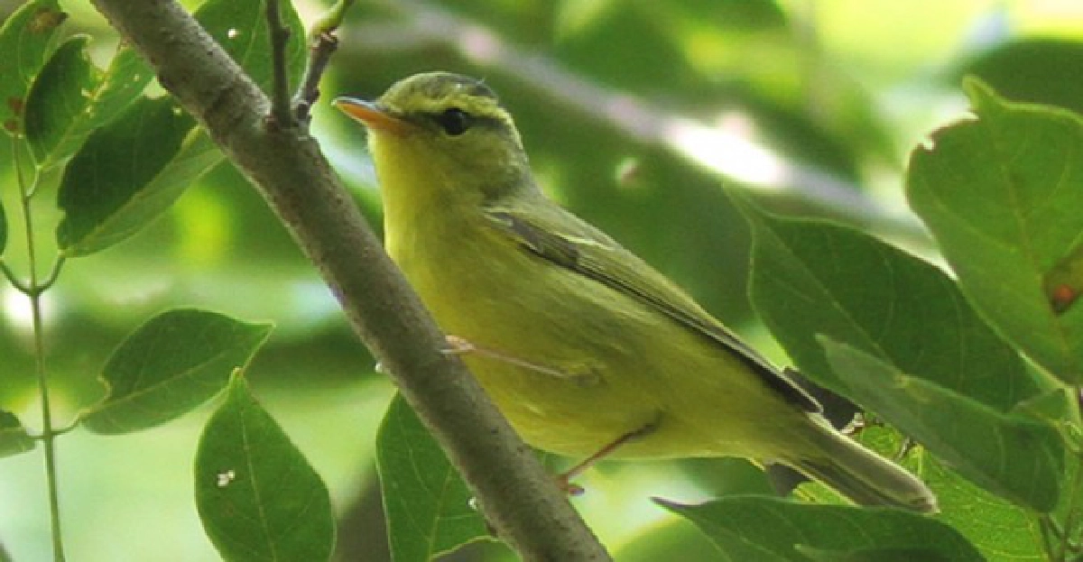 นกกระจิ๊ดคิ้วดำท้องเหลือง