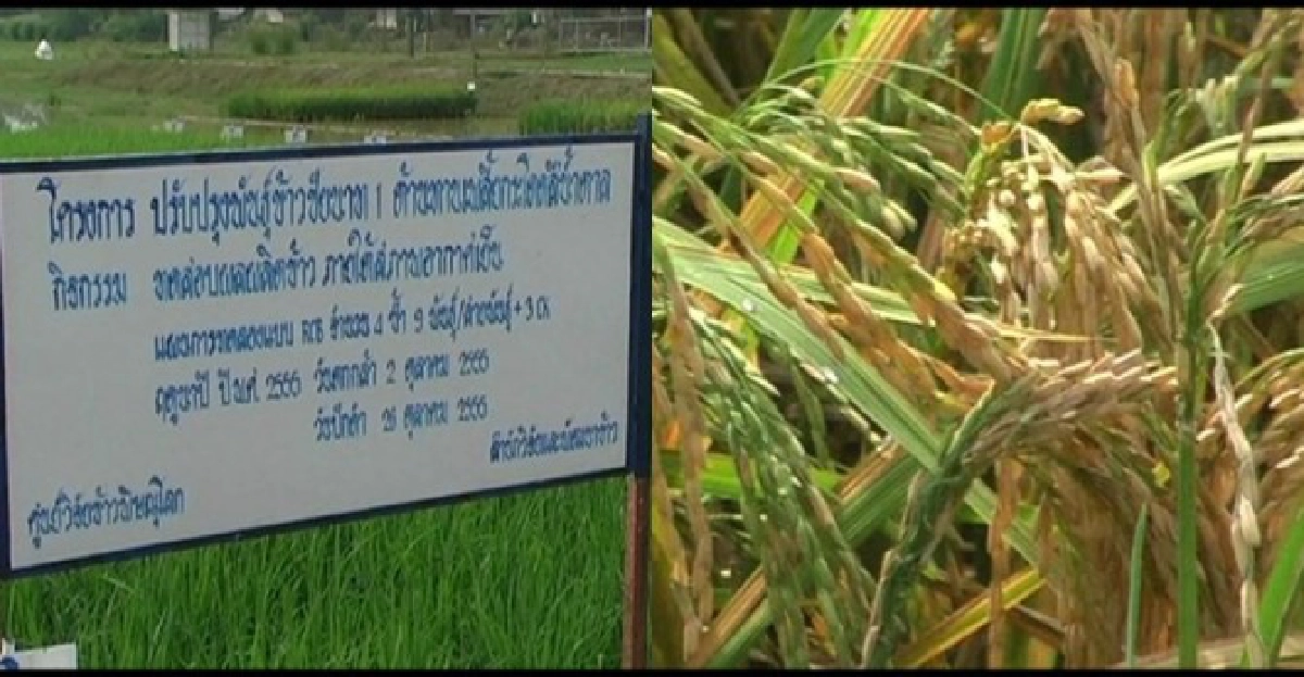 ศูนย์วิจัยข้าวพัฒนาข้าวต้านเพลี้ยกระโดด