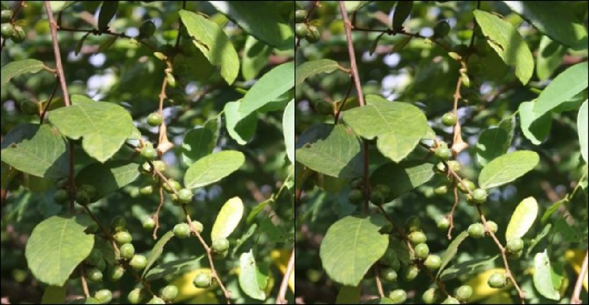 'มัดกา'เปลือกสมานแผล 'มัดกา'เปลือกสมานแผล