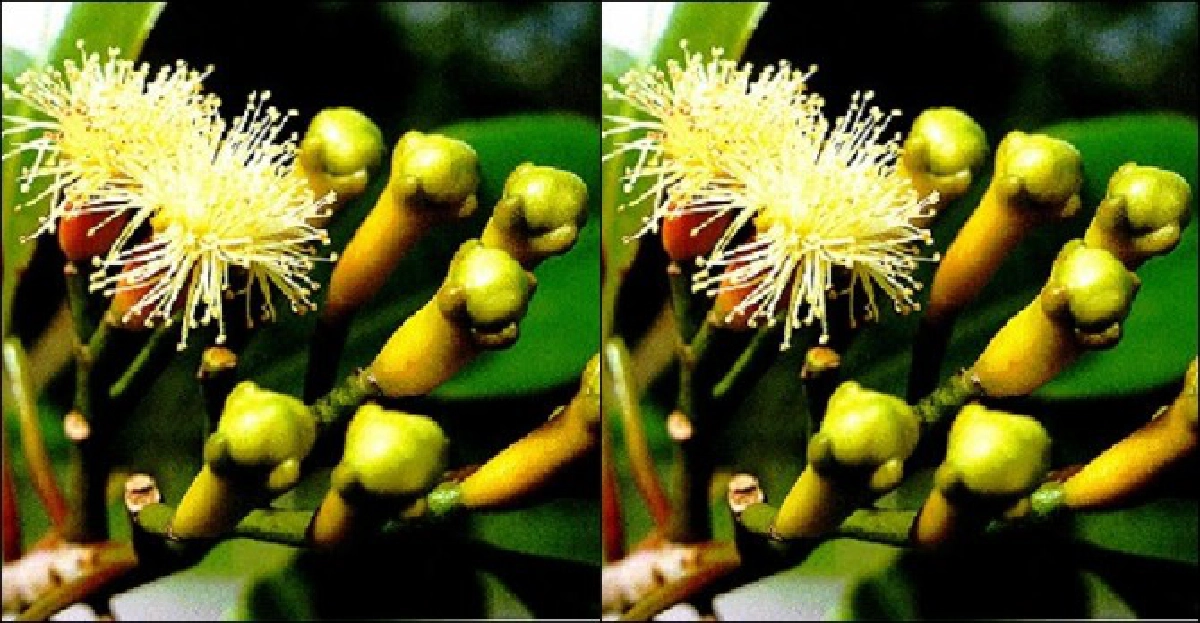 'จันจี่'เป็นเครื่องเทศ 'จันจี่'เป็นเครื่องเทศ