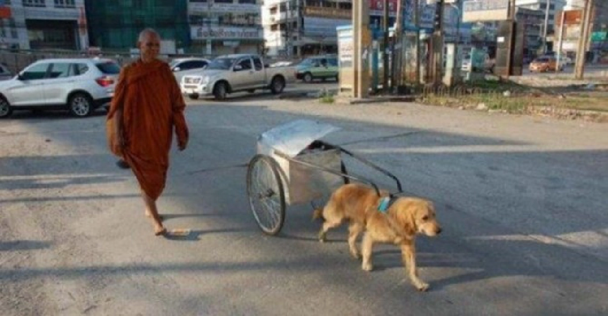 'เจ้าสมหวัง'หมาแสนรู้หายตัว 'เจ้าสมหวัง'หมาแสนรู้หายตัว