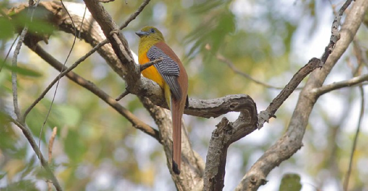 นกขุนแผนอกสีส้ม 