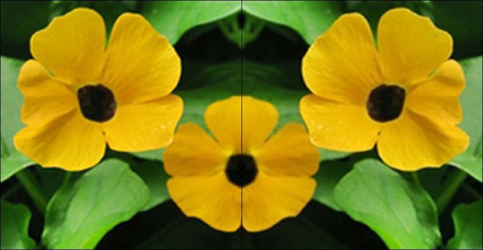 'แววตา'ไม้ปลูกประดับ