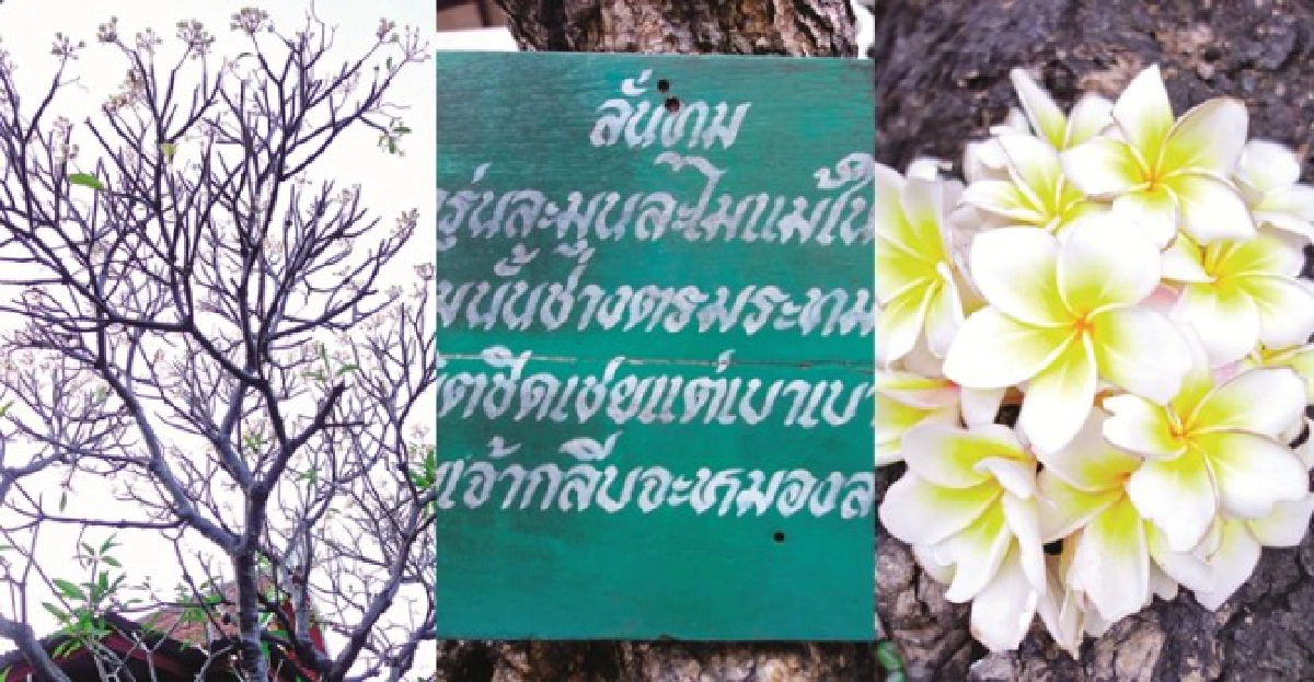 ลั่นทมลั่นธรรม ลั่นทมลั่นธรรม