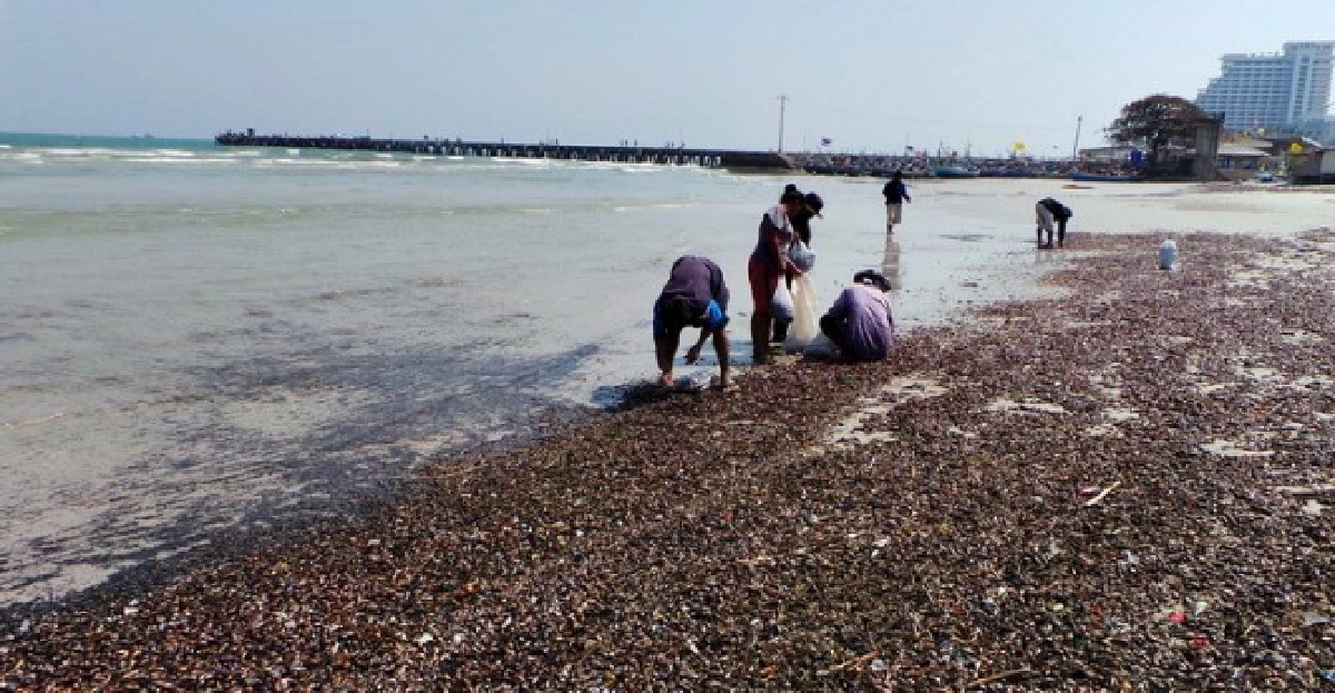 เร่งเก็บซากหอยกะพงเกลื่อนหาดหัวหิน เร่งเก็บซากหอยกะพงเกลื่อนหาดหัวหิน