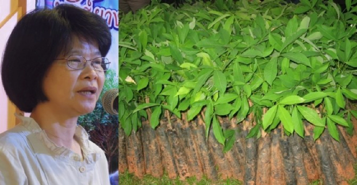 ส.วิจัยยางยก'40พันธุ์'สู่ชั้น1 ส.วิจัยยางยก'40พันธุ์'สู่ชั้น1
